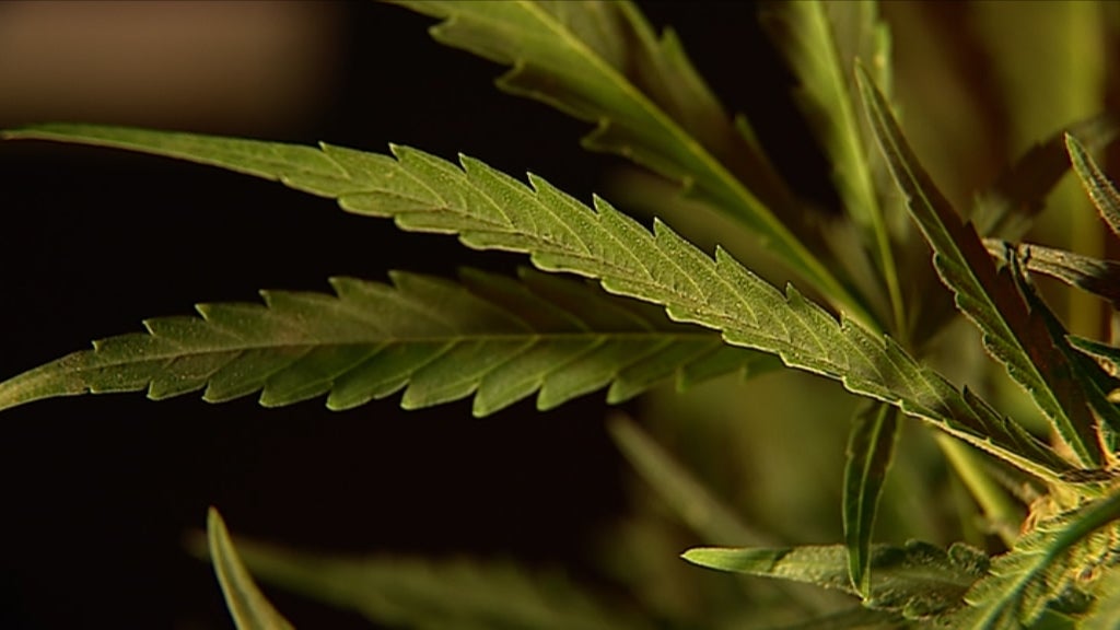 Escassez de Cannabis para uso medicinal