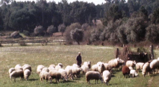 Reunião do Conselho Europeu dos Jovens Agricultores – II