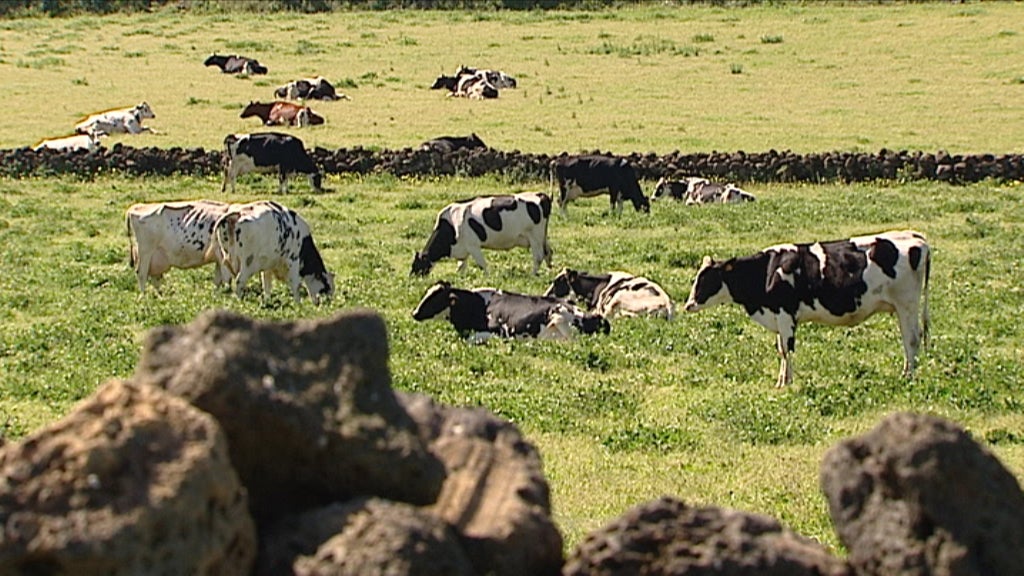 Vacas Leiteiras Terceirenses