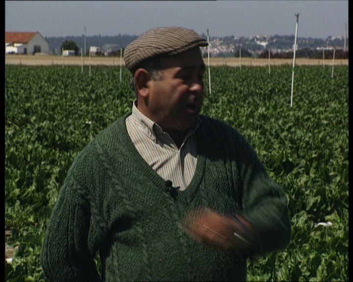 A beterraba sacarina