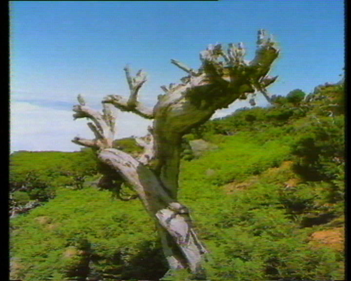 Fotografias da Madeira