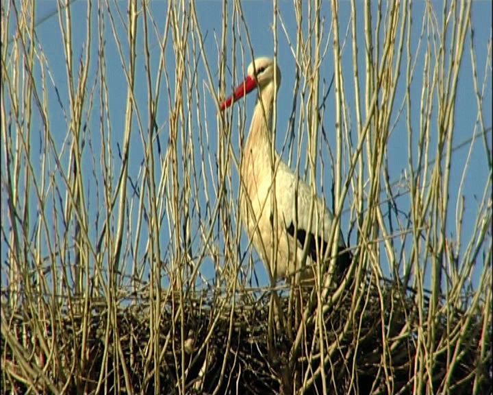 Cegonhas Brancas em Trás-os-Montes