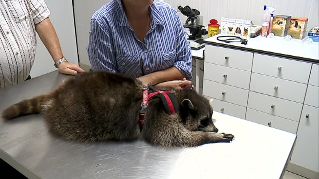 Estrela de Quatro Patas