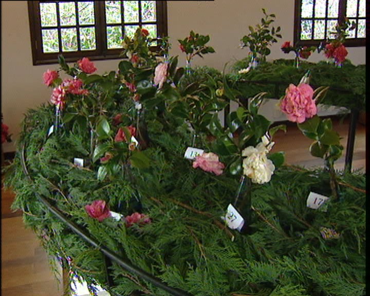 “Mostra das Camélias” na Madeira