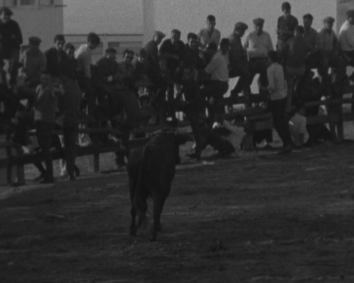 Largada de touros em Palmela