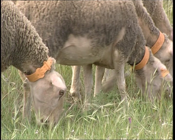 Quinta da Bacalhôa e o Queijo de Azeitão