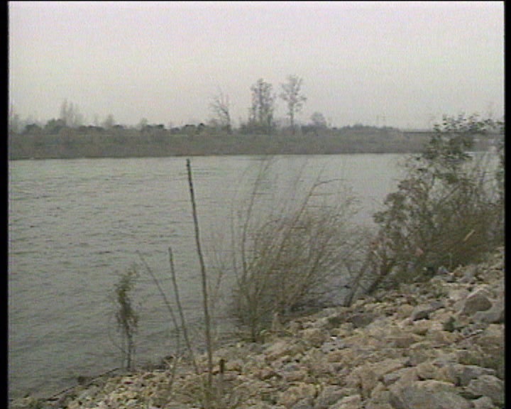 Lampreia em vias de extinção