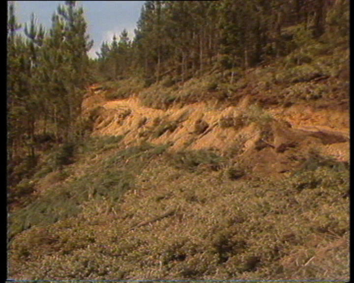 Programa geral de acção florestal