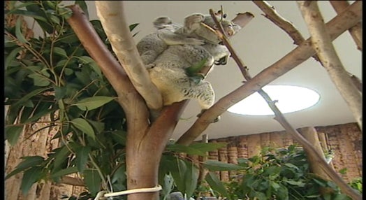 Koala no jardim Zoológico