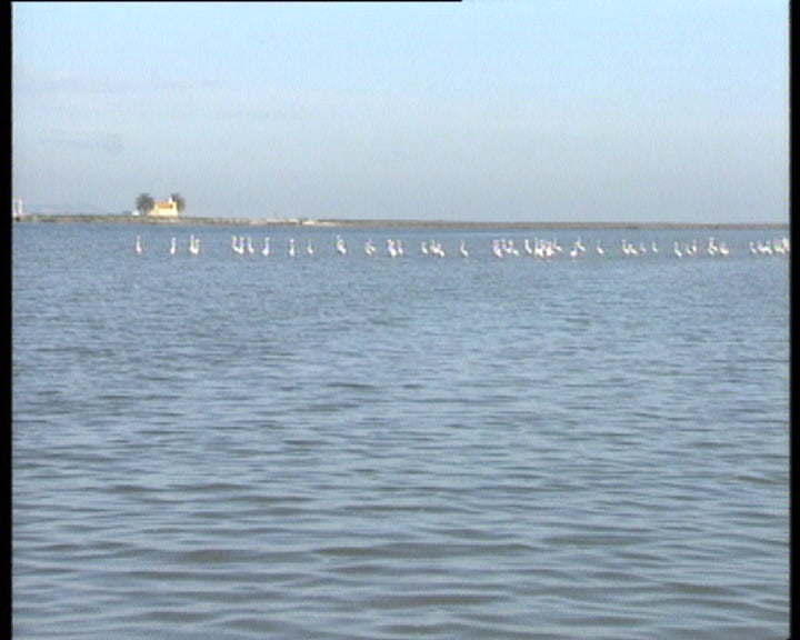 Reserva natural do estuário do Tejo