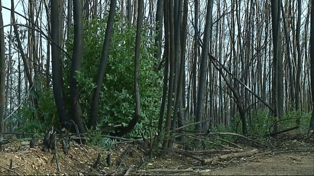 Consequências do incêndio em Pedrogão Grande