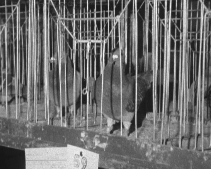 Exposição de pombos-correio