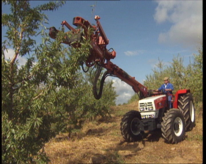 A cultura da amendoeira