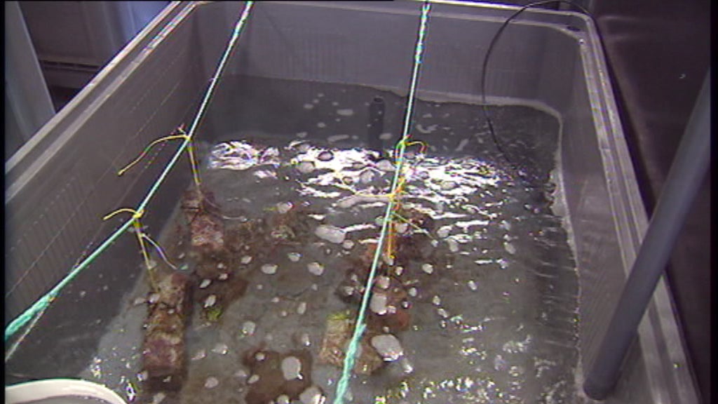 Investigação sobre medusas na Madeira