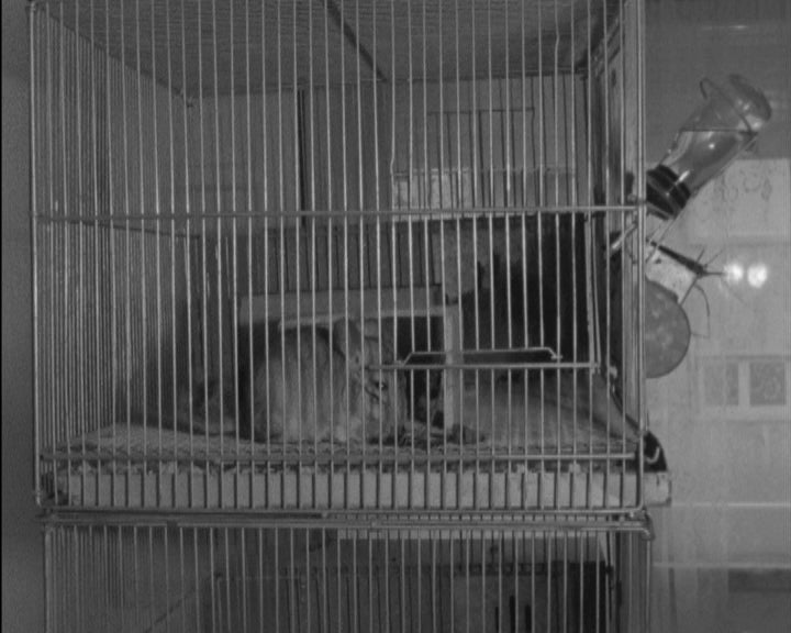 Criação de Chinchilas