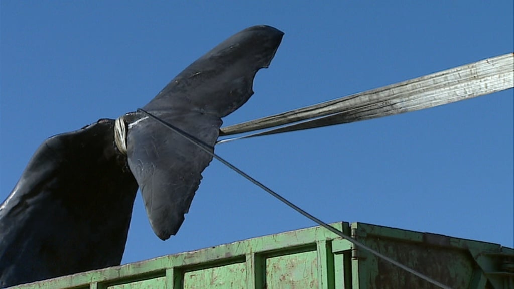 Cachalote morto em Olhão