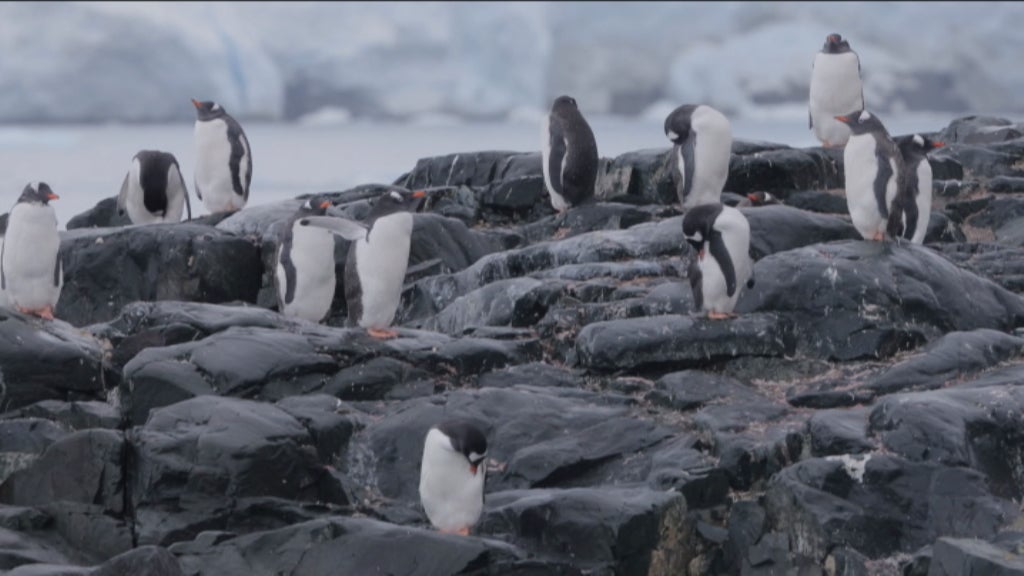 Fotógrafo da vida selvagem
