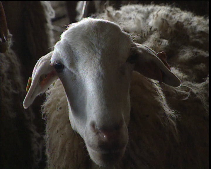 Produtores portugueses preocupados com a febre aftosa