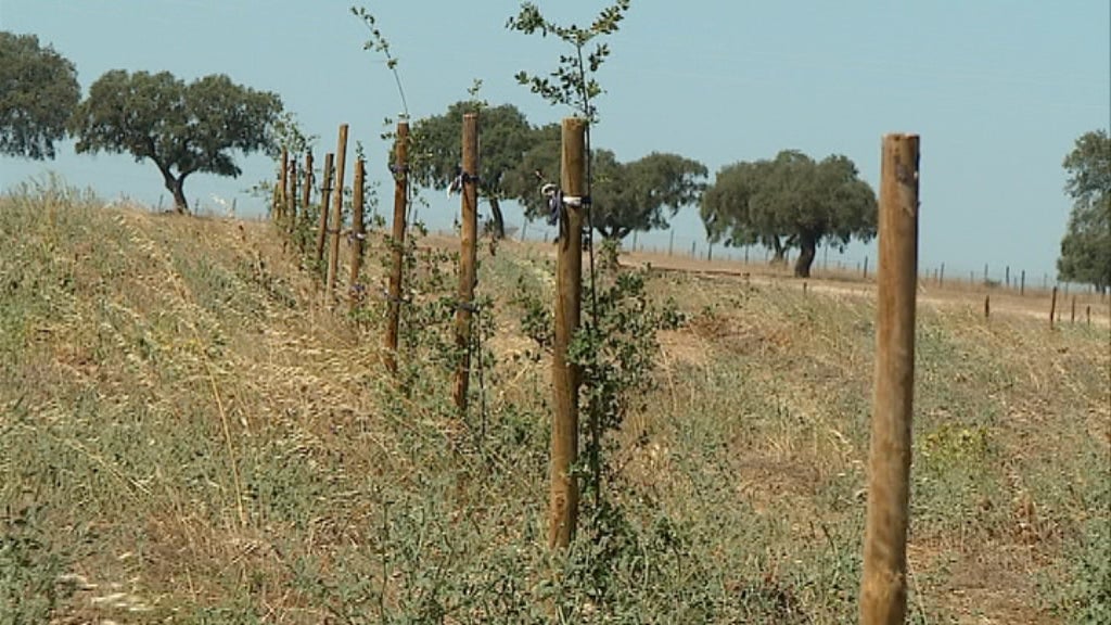 Projeto de investigação de sobreiros