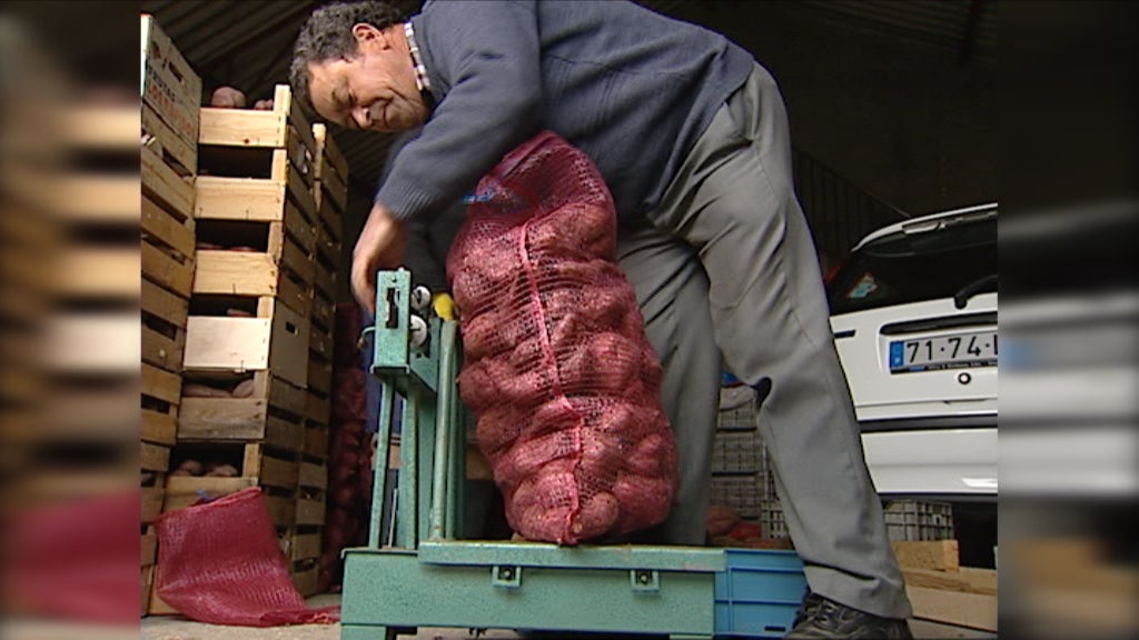 Produção de Batata Doce