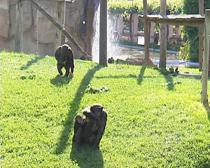 Nascimentos no Jardim Zoológico de Lisboa