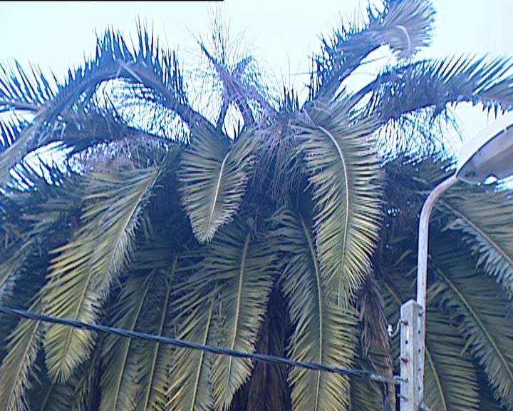 Escaravelhos Vermelhos