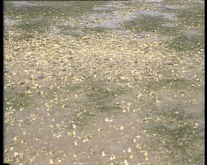 Vaga de poluição na Ria Formosa