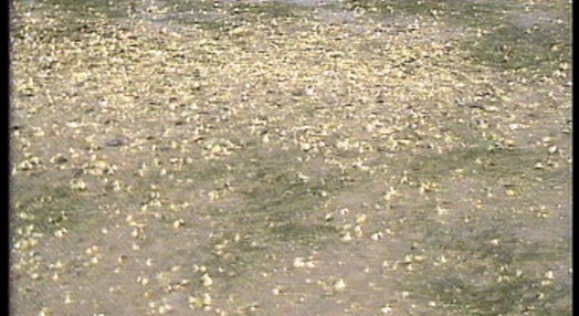 Vaga de poluição na Ria Formosa