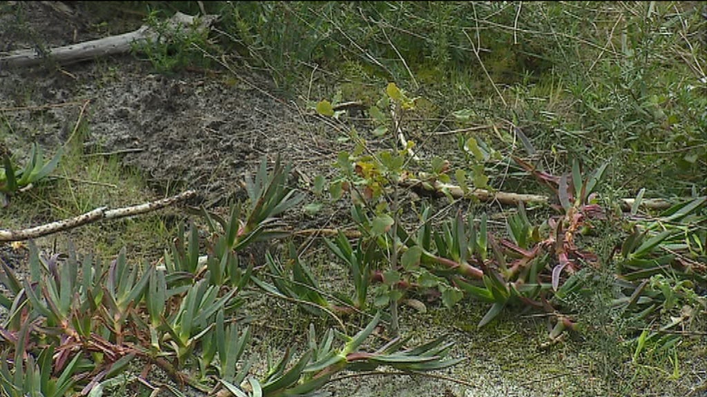 Reflorestação do pinhal de Leiria