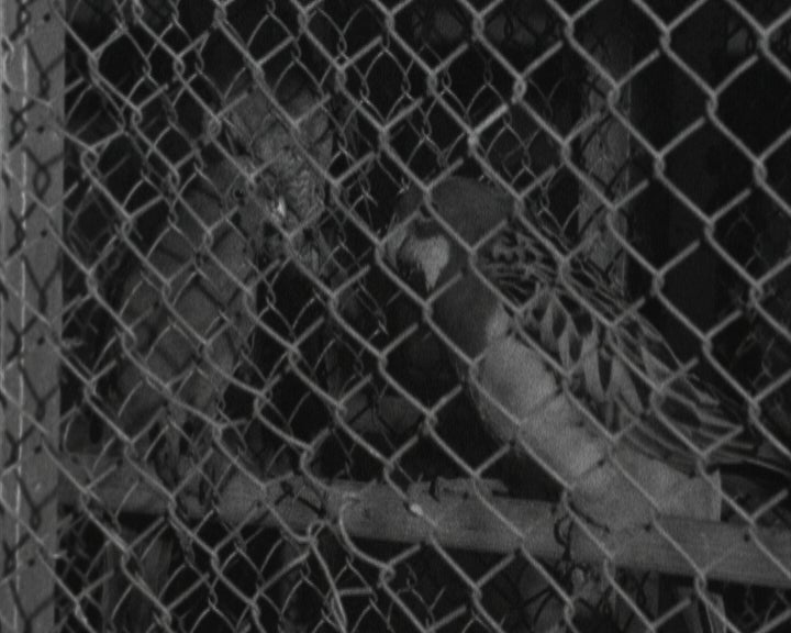 Exposição Internacional de Aves