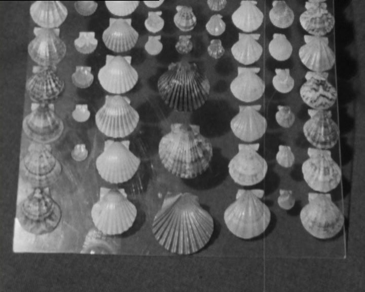 Sabe o que é a Malacologia?… I