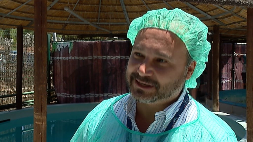 Tartaruga gigante dá à costa no Algarve