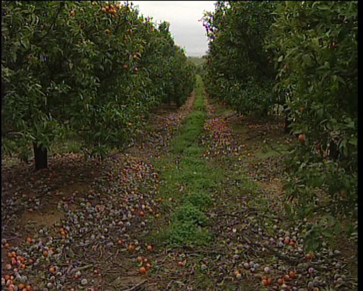 Citrinos destruídos