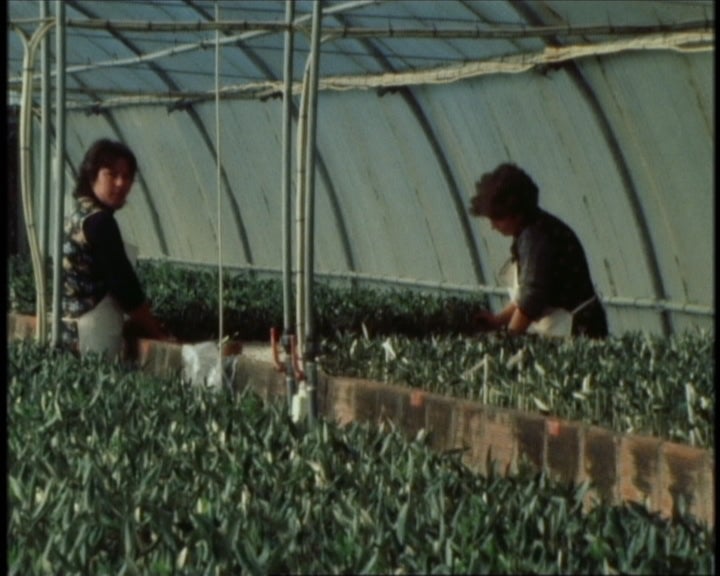 2º Encontro Luso-Espanhol de Olivicultura e Oleaginosas I