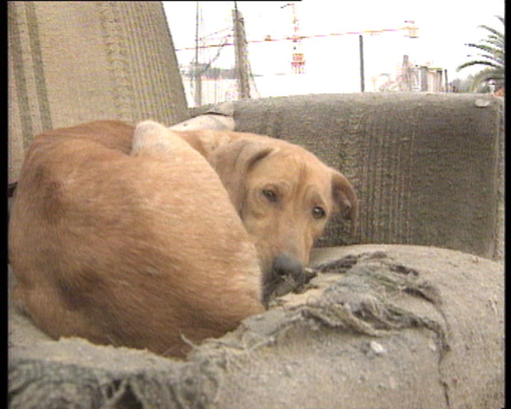 Experiências com animais