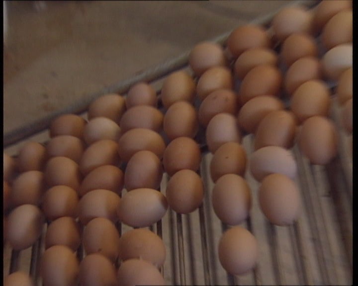 O futuro do sector das aves e dos ovos em Portugal