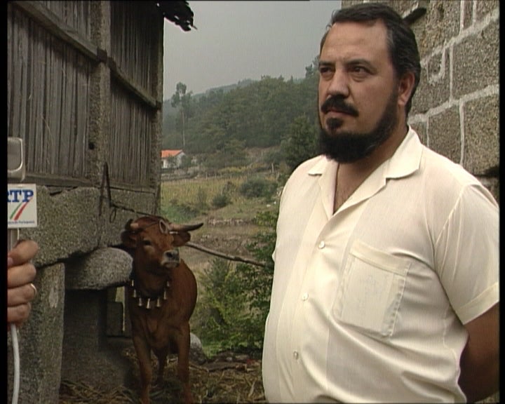 Os bovinos autóctones II