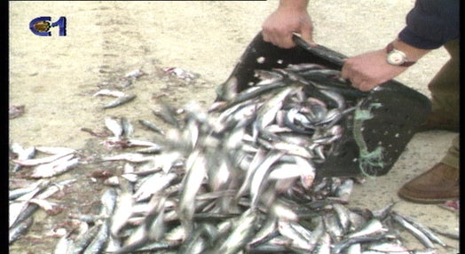Protesto pescadores de Peniche