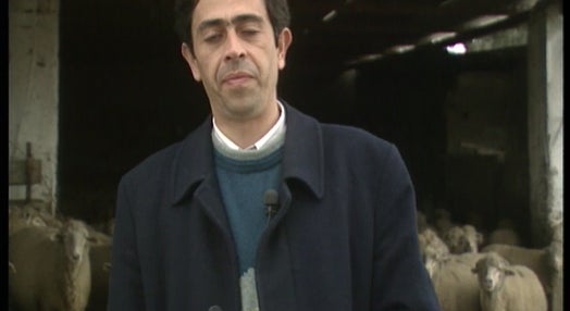 Ovinicultura