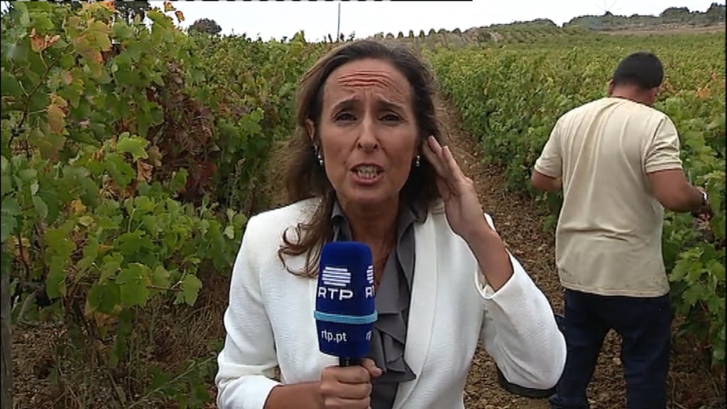 Vindimas em Évora e Arruda dos Vinhos