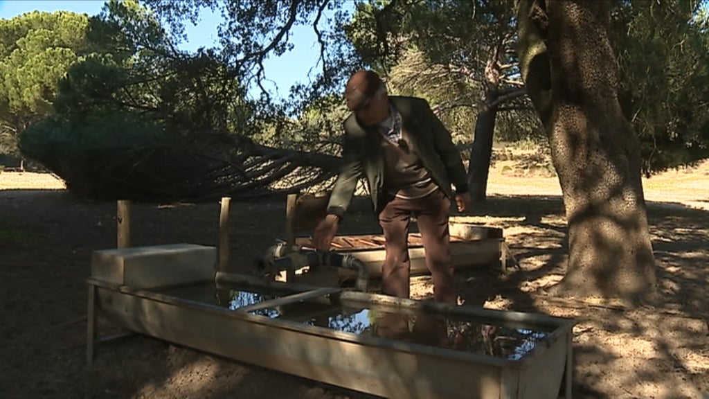 Animais sofrem com a seca