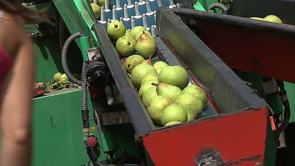 Colheita de pera rocha no Oeste