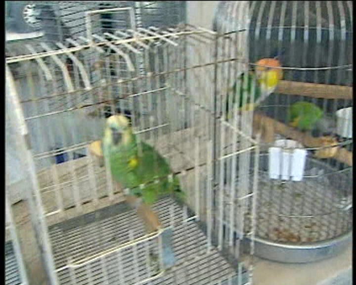 Animais de estimação