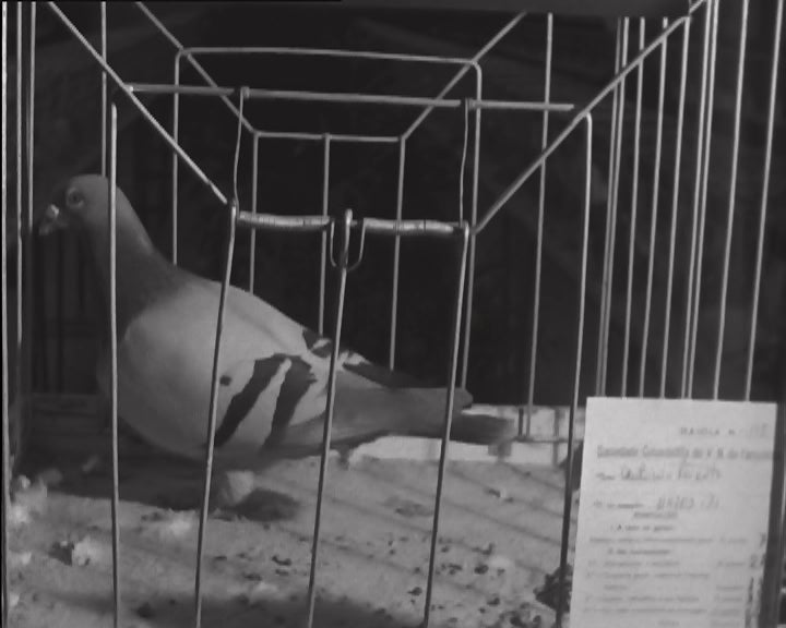 4ª Exposição de pombos correios em Vila Nova de Famalicão