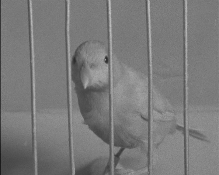 Inauguração do concurso-exposição de aves canoras e ornamentais