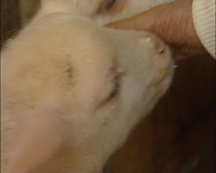 História de Mariana Maria