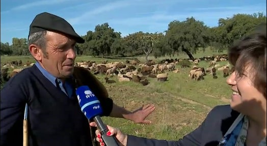 Criação de gado ovino em Portel
