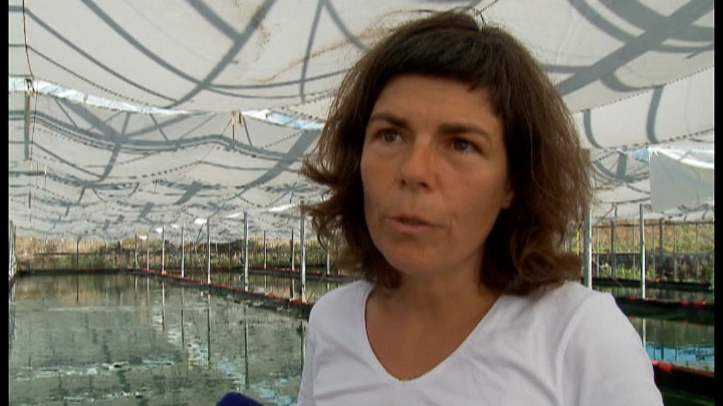 Aquacultura na Graciosa