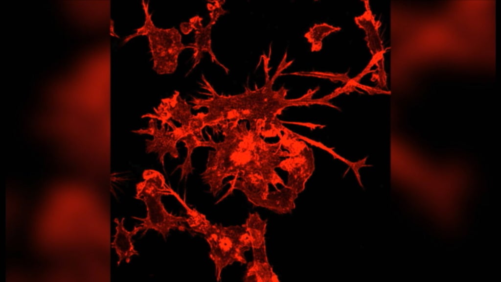 Português convidado para a Royal Society