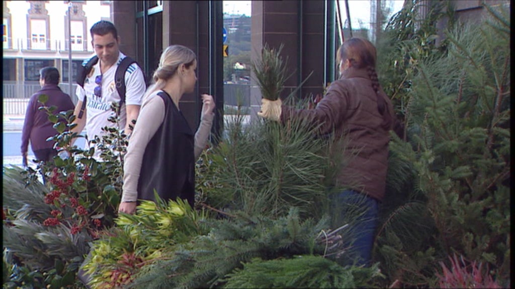 Queixas dos vendedores de pinheiros naturais e artificiais